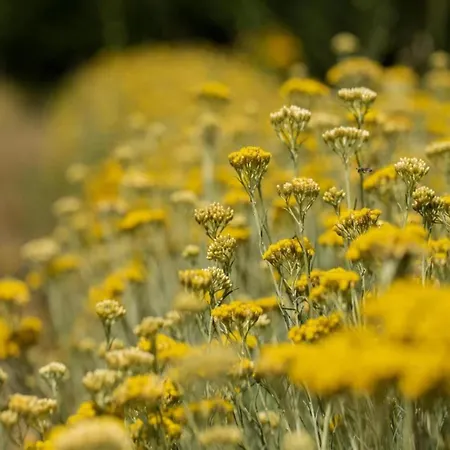 Tuscan Escape For Families * Casole d'Elsa