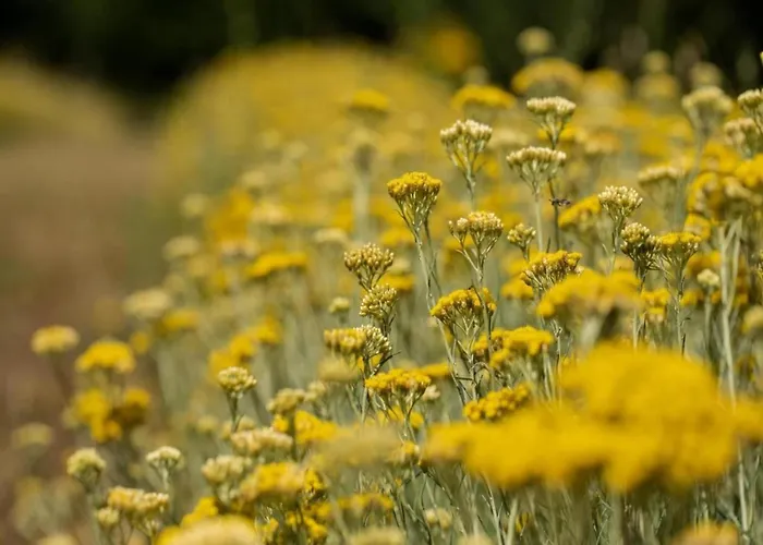 Tuscan Escape For Families * Casole dʼElsa